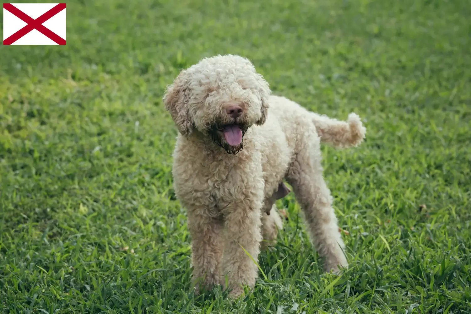 Lagotto Romagnolo puppies and breeders Alabama Here you can find Lagotto Romagnolo breeders in Alabama.