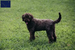 Read more about the article Lagotto Romagnolo breeders and puppies in Alaska