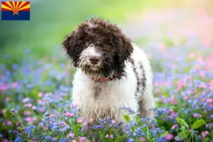 Read more about the article Lagotto Romagnolo breeders and puppies in Arizona