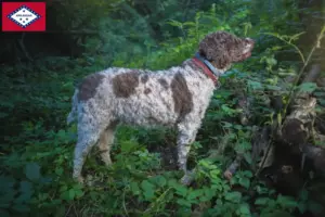 Read more about the article Lagotto Romagnolo breeders and puppies in Arkansas