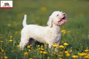 Read more about the article Lagotto Romagnolo breeders and puppies in California