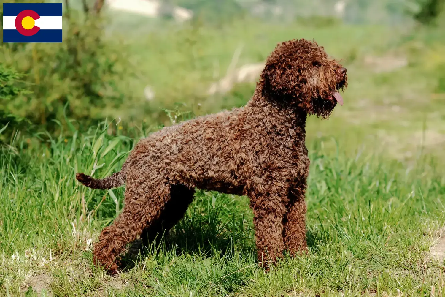 Lagotto Romagnolo puppies and breeders Colorado Here you can find Lagotto Romagnolo breeders in Colorado.
