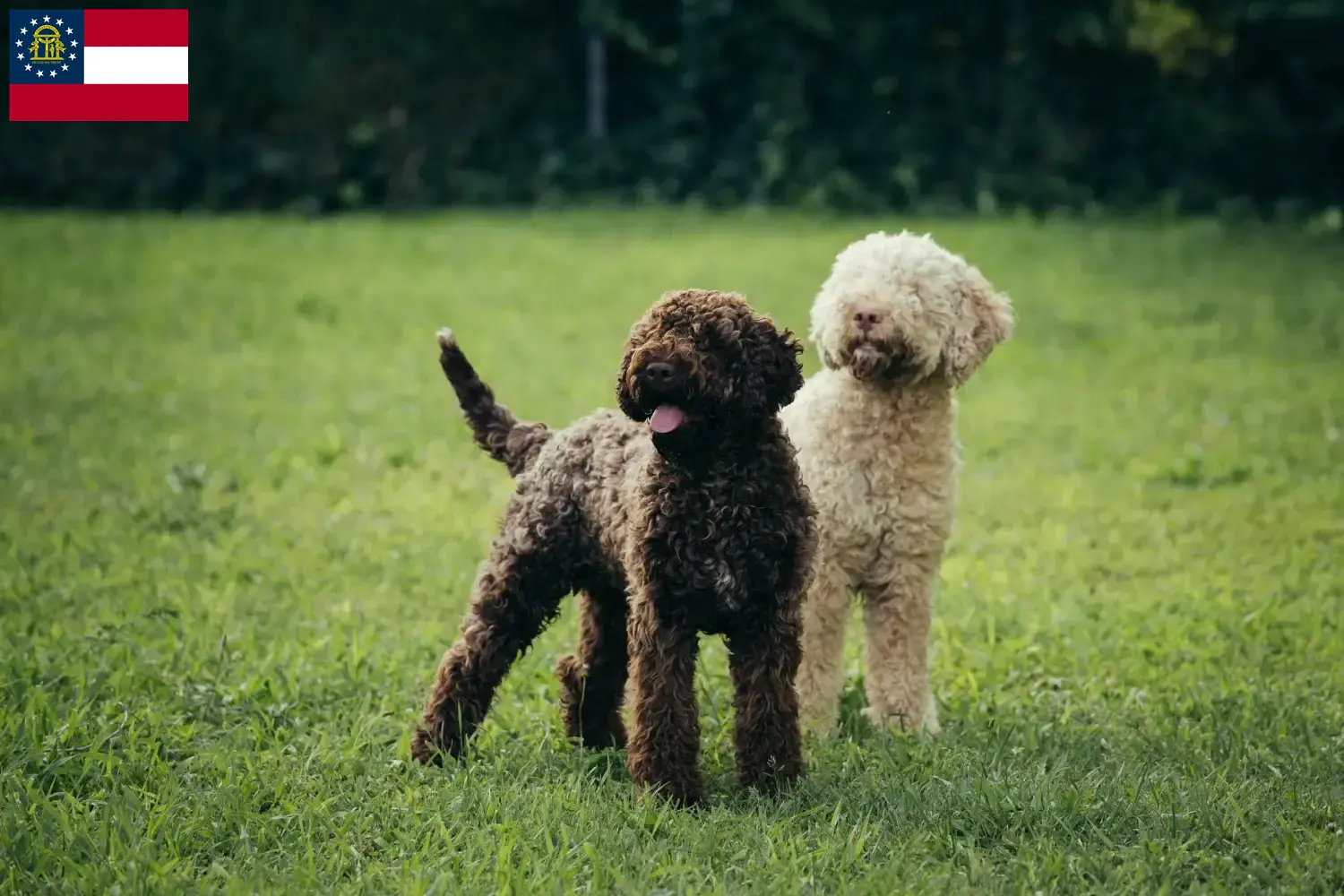 Lagotto Romagnolo puppies and breeders Georgia Here you can find Lagotto Romagnolo breeders in Georgia.
