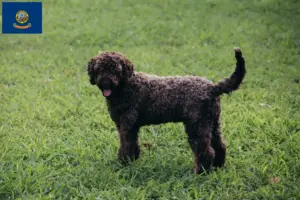 Read more about the article Lagotto Romagnolo breeders and puppies in Idaho