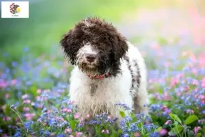 Read more about the article Lagotto Romagnolo breeders and puppies in Illinois