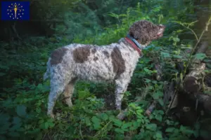 Read more about the article Lagotto Romagnolo breeders and puppies in Indiana
