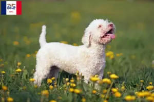 Read more about the article Lagotto Romagnolo breeders and puppies in Iowa