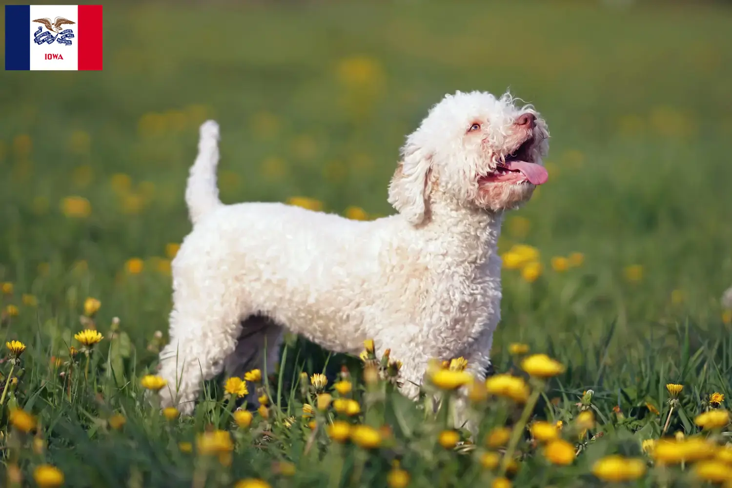 Lagotto Romagnolo puppies and breeders Iowa Here you can find Lagotto Romagnolo breeders in Iowa.