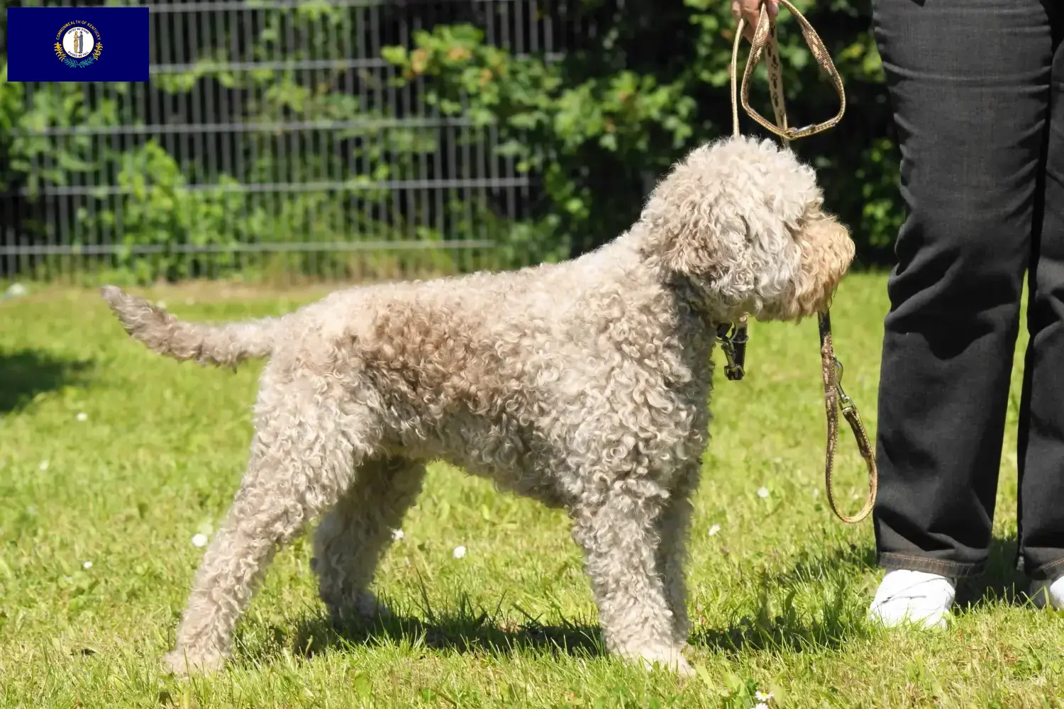 Lagotto Romagnolo puppies and breeders Kentucky Here you can find Lagotto Romagnolo breeders in Kentucky.