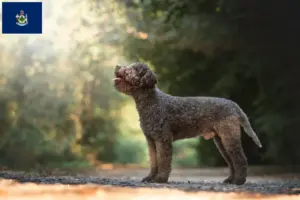 Read more about the article Lagotto Romagnolo breeders and puppies in Maine