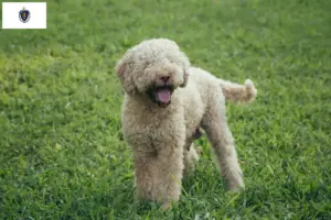Read more about the article Lagotto Romagnolo breeders and puppies in Massachusetts