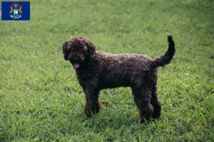 Read more about the article Lagotto Romagnolo breeders and puppies in Michigan