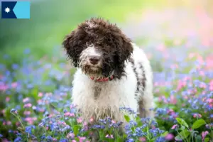 Read more about the article Lagotto Romagnolo breeders and puppies in Minnesota