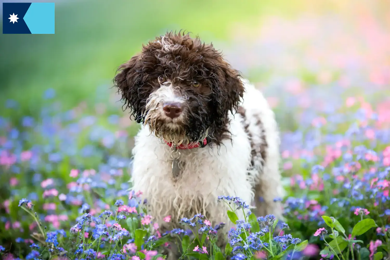 Lagotto Romagnolo puppies and breeders Minnesota Here you can find Lagotto Romagnolo breeders in Minnesota.