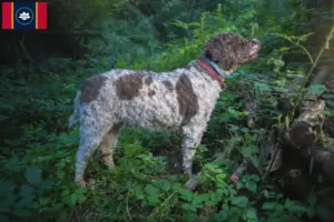 Read more about the article Lagotto Romagnolo breeders and puppies in Mississippi
