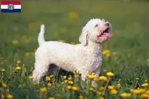 Read more about the article Lagotto Romagnolo breeders and puppies in Missouri