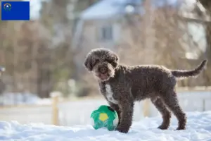 Read more about the article Lagotto Romagnolo breeders and puppies in Nevada