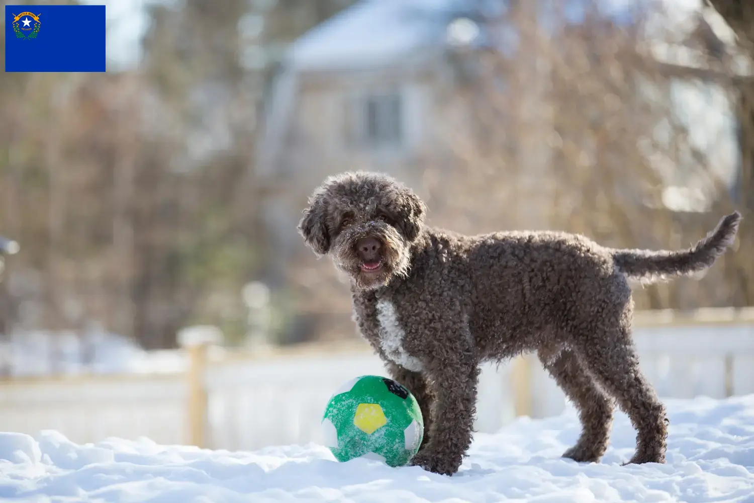 Lagotto Romagnolo puppies and breeders Nevada Here you can find Lagotto Romagnolo breeders in Nevada.