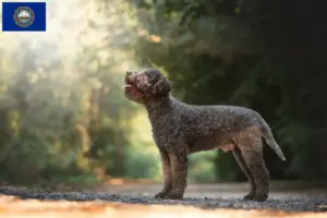 Read more about the article Lagotto Romagnolo breeders and puppies in New Hampshire