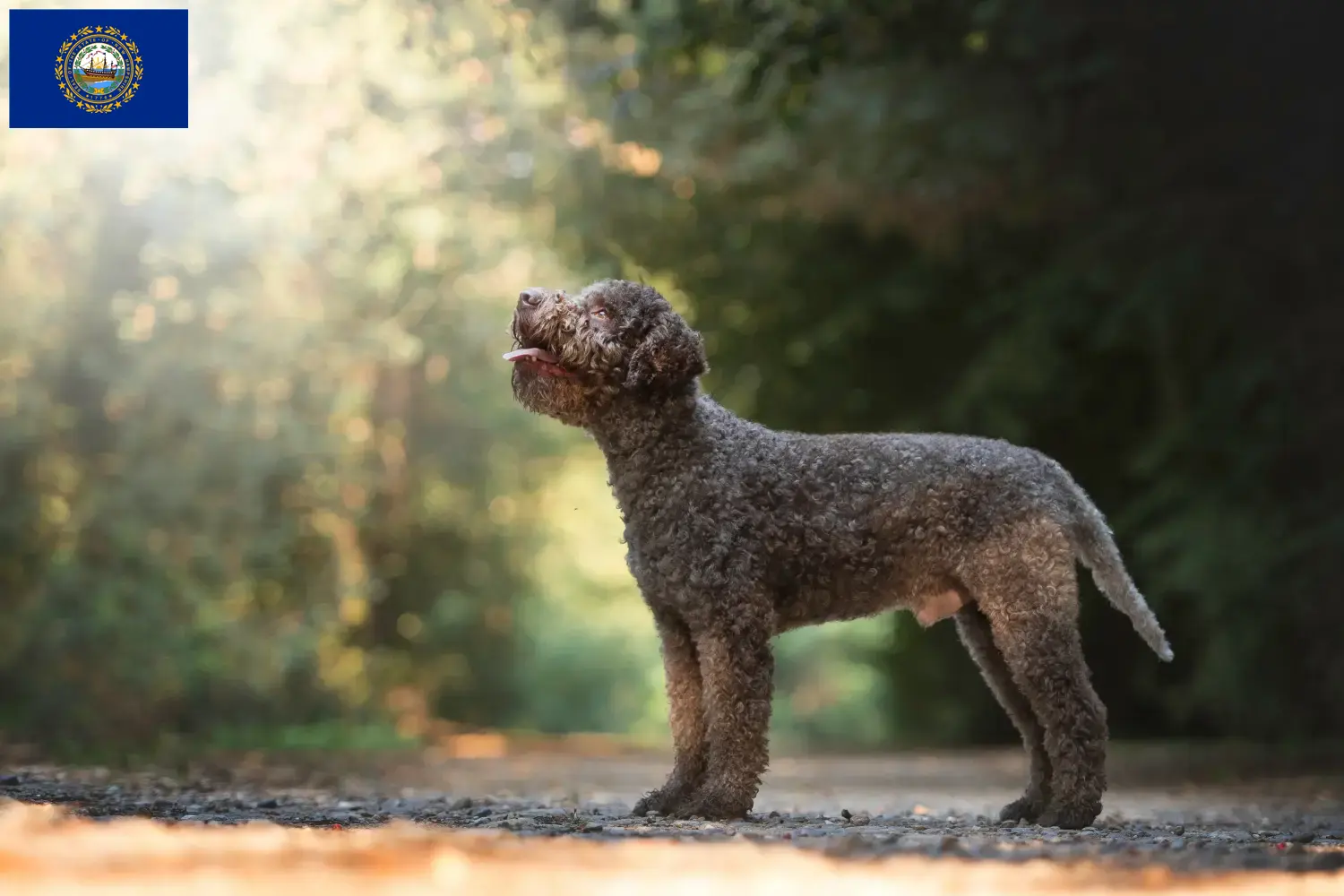 Lagotto Romagnolo puppies and breeders New Hampshire Find Lagotto Romagnolo breeders in New Hampshire.