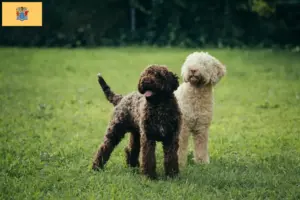 Read more about the article Lagotto Romagnolo breeders and puppies in New Jersey