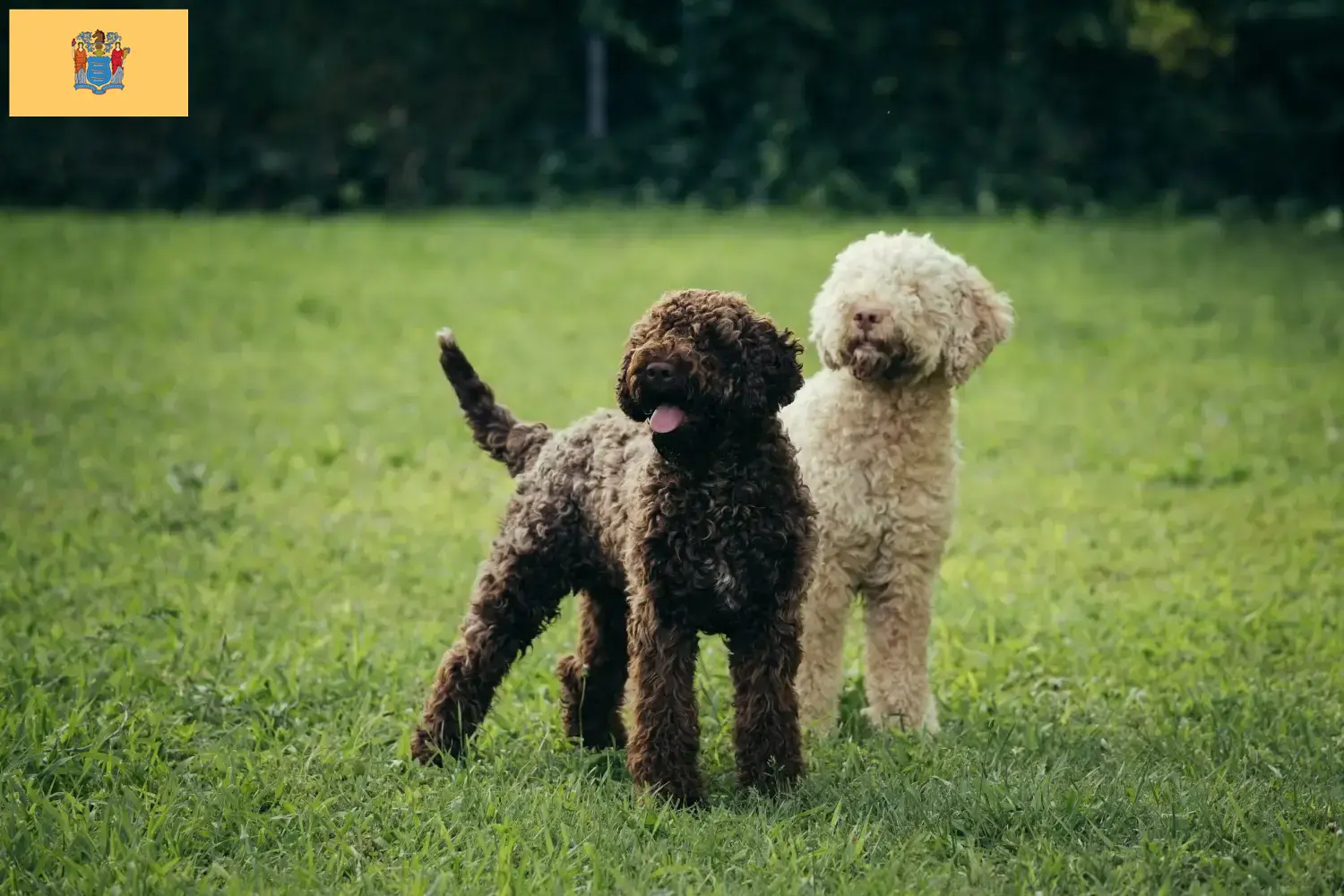 Lagotto Romagnolo puppies and breeders New Jersey Find Lagotto Romagnolo breeders in New Jersey.