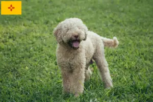 Read more about the article Lagotto Romagnolo breeders and puppies in New Mexico
