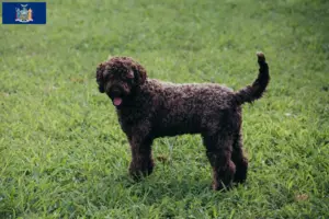 Read more about the article Lagotto Romagnolo breeders and puppies in New York