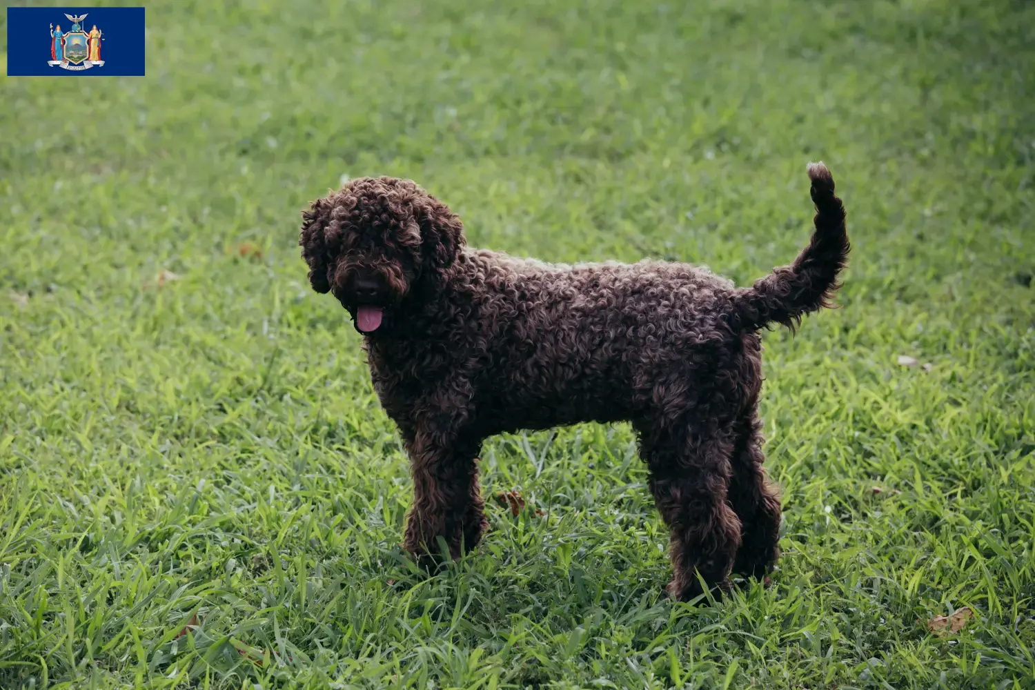 Lagotto Romagnolo puppies and breeders New York Here you can find Lagotto Romagnolo breeders in New York.