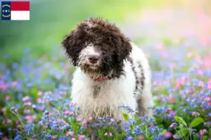 Read more about the article Lagotto Romagnolo breeders and puppies in North Carolina