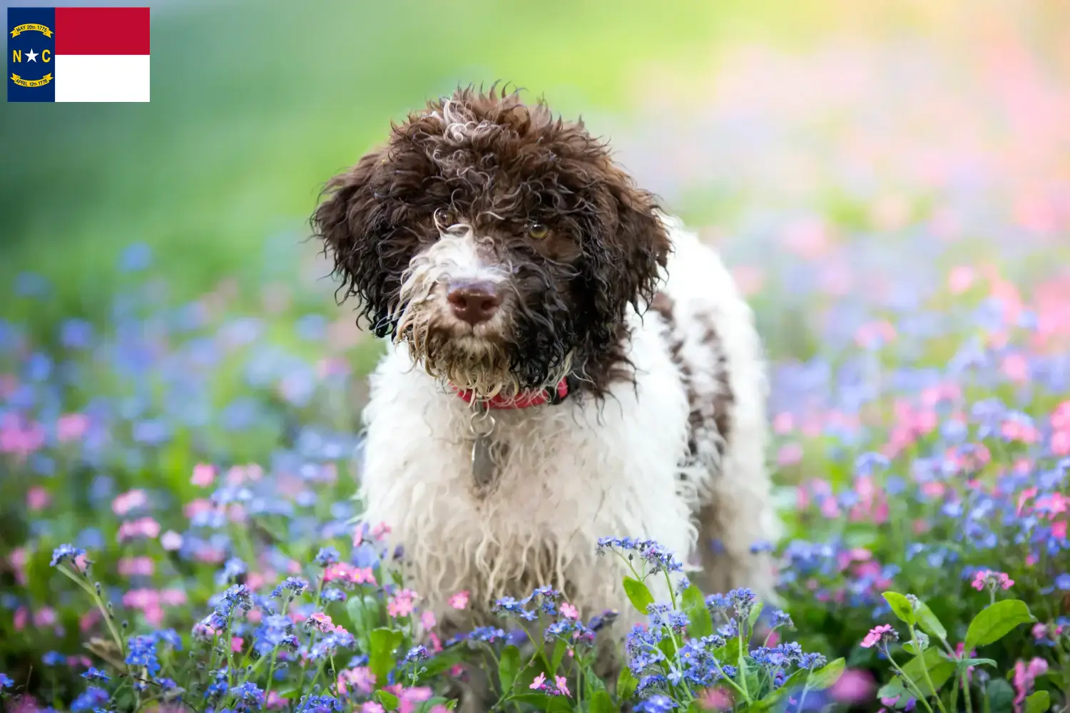 Lagotto Romagnolo puppies and breeders North Carolina Here you can find Lagotto Romagnolo breeders in North Carolina.