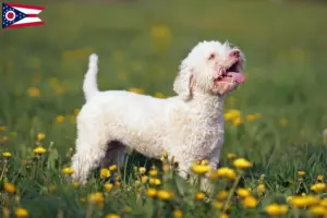 Read more about the article Lagotto Romagnolo breeders and puppies in Ohio