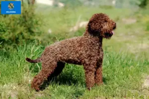 Read more about the article Lagotto Romagnolo breeders and puppies in Oklahoma