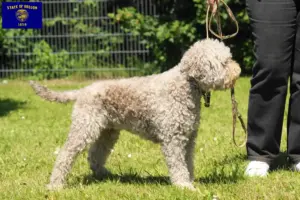 Read more about the article Lagotto Romagnolo breeders and puppies in Oregon