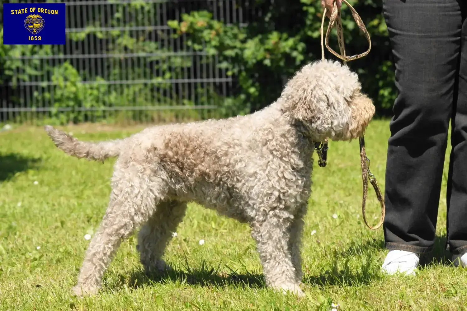 Lagotto Romagnolo puppies and breeders Oregon Here you can find Lagotto Romagnolo breeders in Oregon.