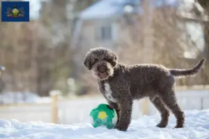 Read more about the article Lagotto Romagnolo breeders and puppies in Pennsylvania