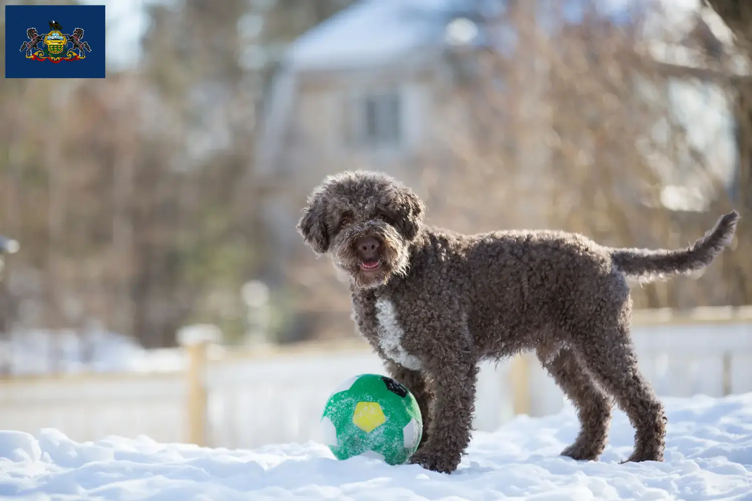 Lagotto Romagnolo puppies and breeders Pennsylvania Find Lagotto Romagnolo breeders in Pennsylvania.