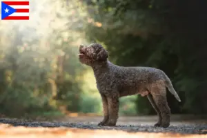 Read more about the article Lagotto Romagnolo breeders and puppies in Puerto Rico