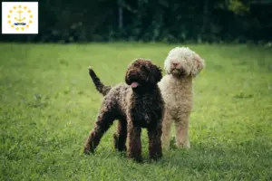 Read more about the article Lagotto Romagnolo breeders and puppies in Rhode Island