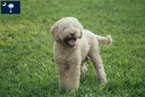 Read more about the article Lagotto Romagnolo breeders and puppies in South Carolina