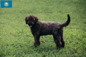 Read more about the article Lagotto Romagnolo breeders and puppies in South Dakota