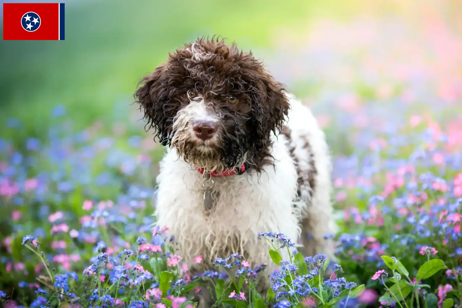 Lagotto Romagnolo puppies and breeders Tennessee Here you can find Lagotto Romagnolo breeders in Tennessee.