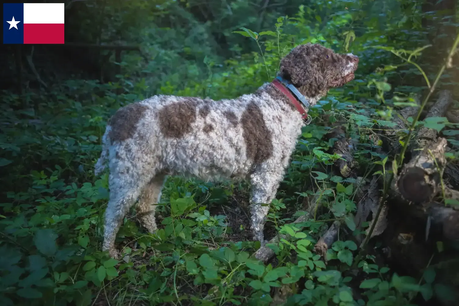 Lagotto Romagnolo puppies and breeders Texas Here you can find Lagotto Romagnolo breeders in Texas.