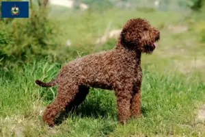 Read more about the article Lagotto Romagnolo breeders and puppies in Vermont