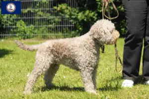 Read more about the article Lagotto Romagnolo breeders and puppies in Virginia