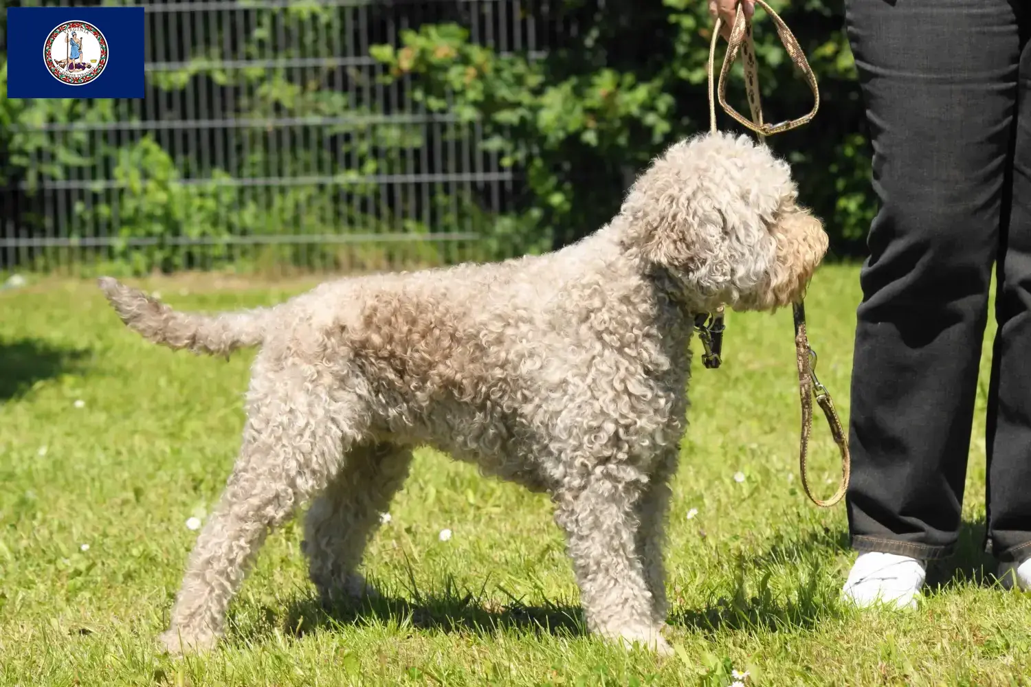 Lagotto Romagnolo puppies and breeder Virginia Here you can find Lagotto Romagnolo breeders in Virginia.