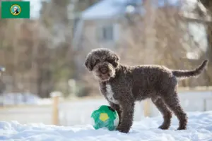 Read more about the article Lagotto Romagnolo breeders and puppies in Washington