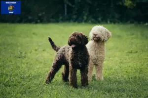 Read more about the article Lagotto Romagnolo breeders and puppies in Wisconsin