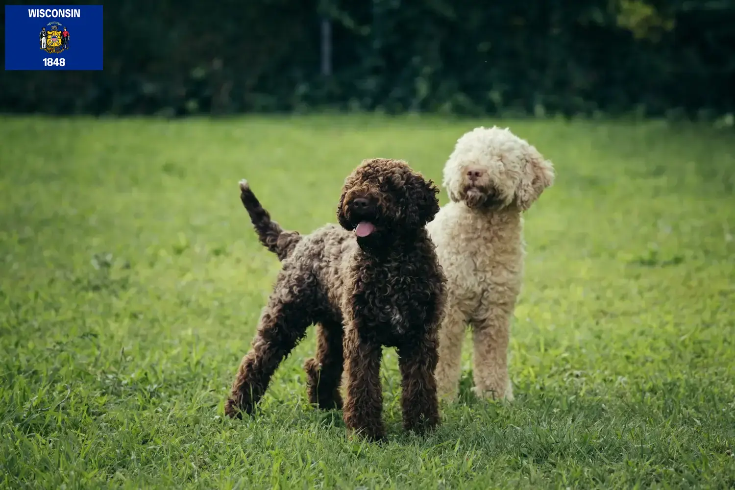 Lagotto Romagnolo puppies and breeders Wisconsin Find Lagotto Romagnolo breeders in Wisconsin.