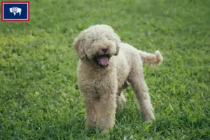 Read more about the article Lagotto Romagnolo breeders and puppies in Wyoming